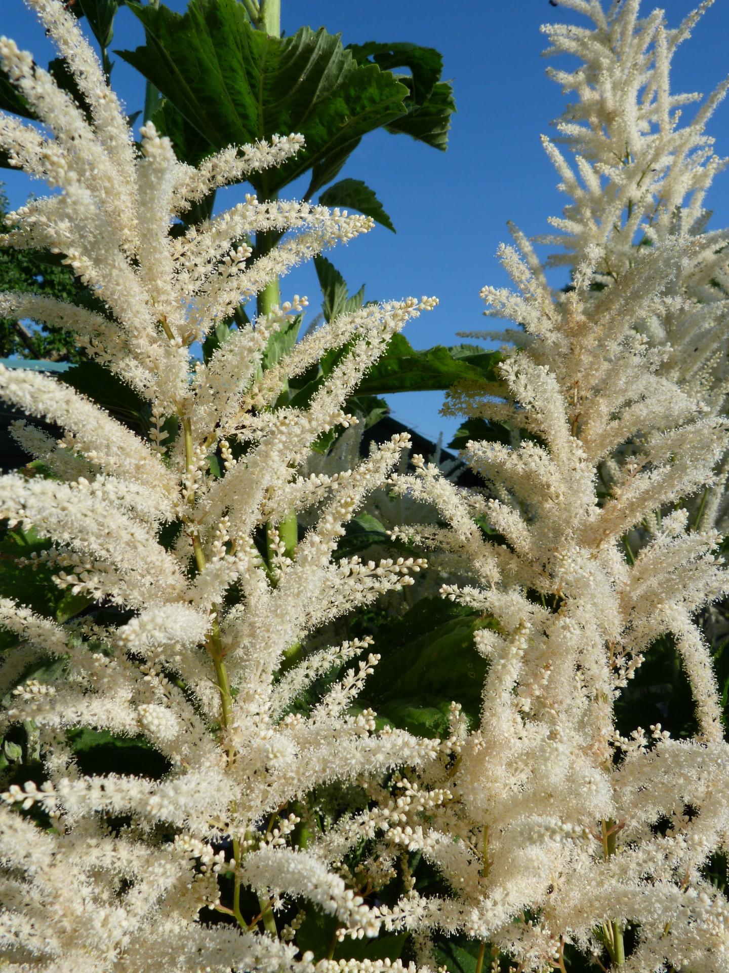 Barbe de bouc-Aruncus dioicus