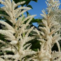 Barbe de bouc-Aruncus dioicus