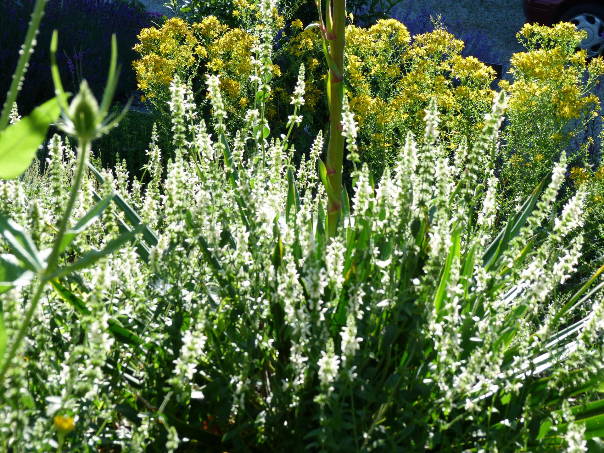 Epiairedesmarais -Stachys recta