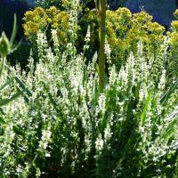 Epiairedesmarais -Stachys recta