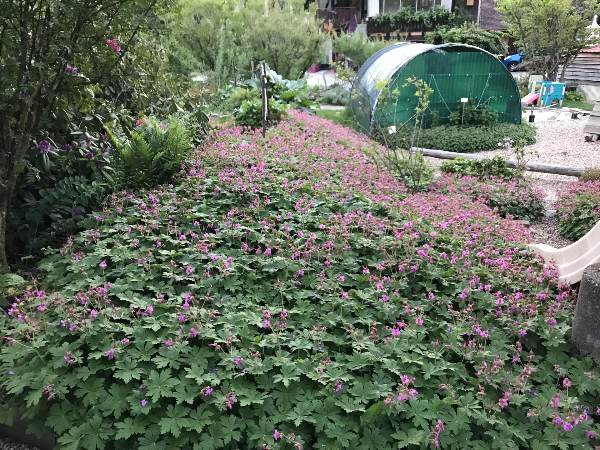 Geranium marcrorhyzomes