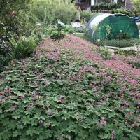 Geranium marcrorhyzomes