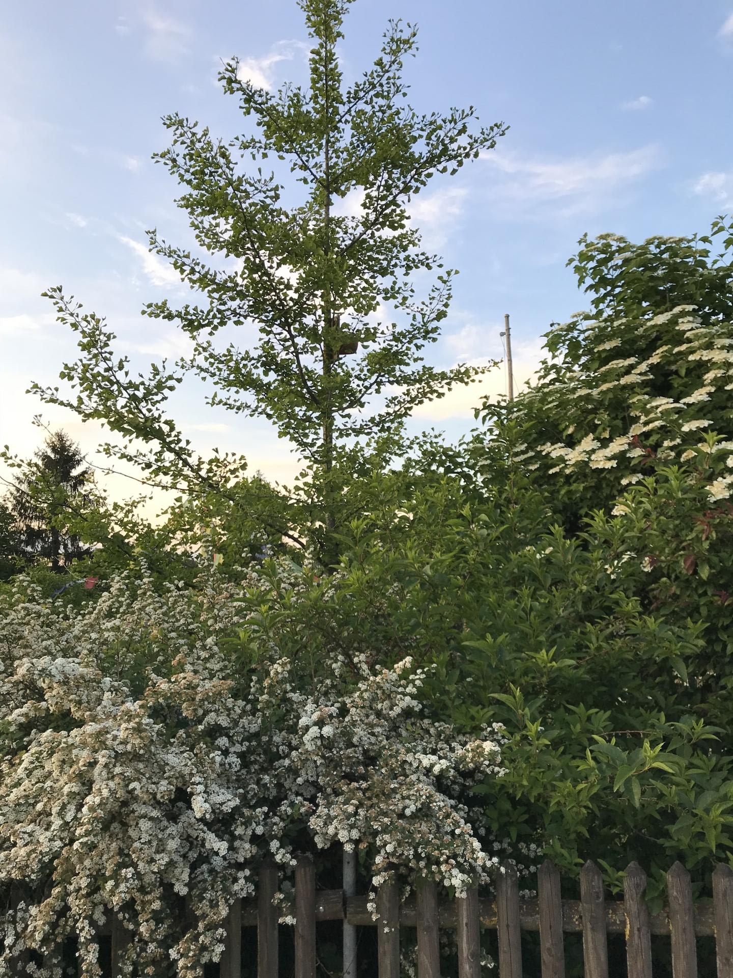 Jardinles especes gingkobiloba 3