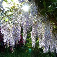 Jardinles especes glycine 35 