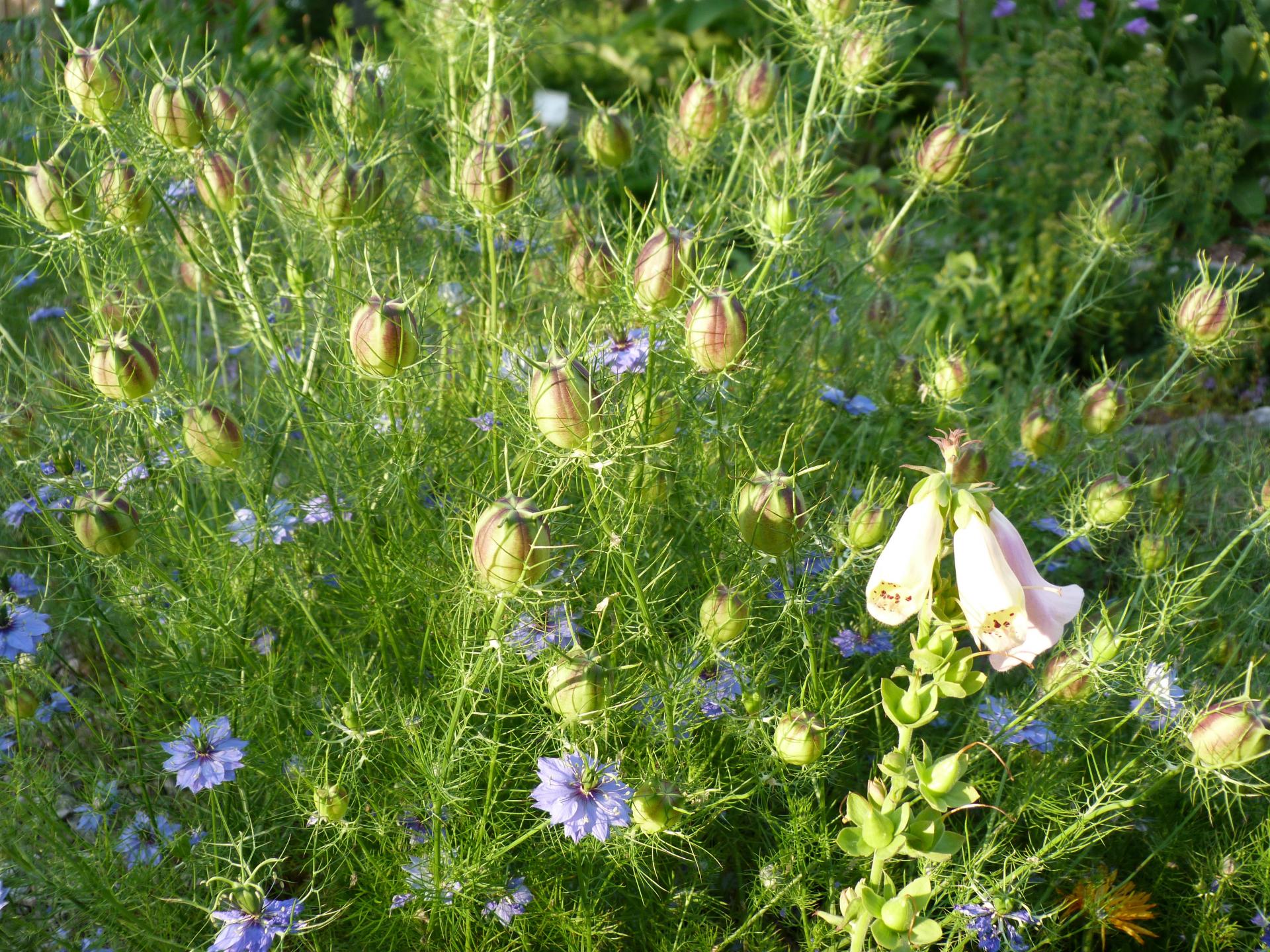 Nigelle de Damas