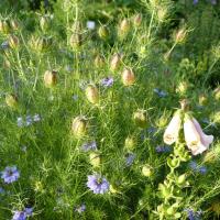 Nigelle de Damas