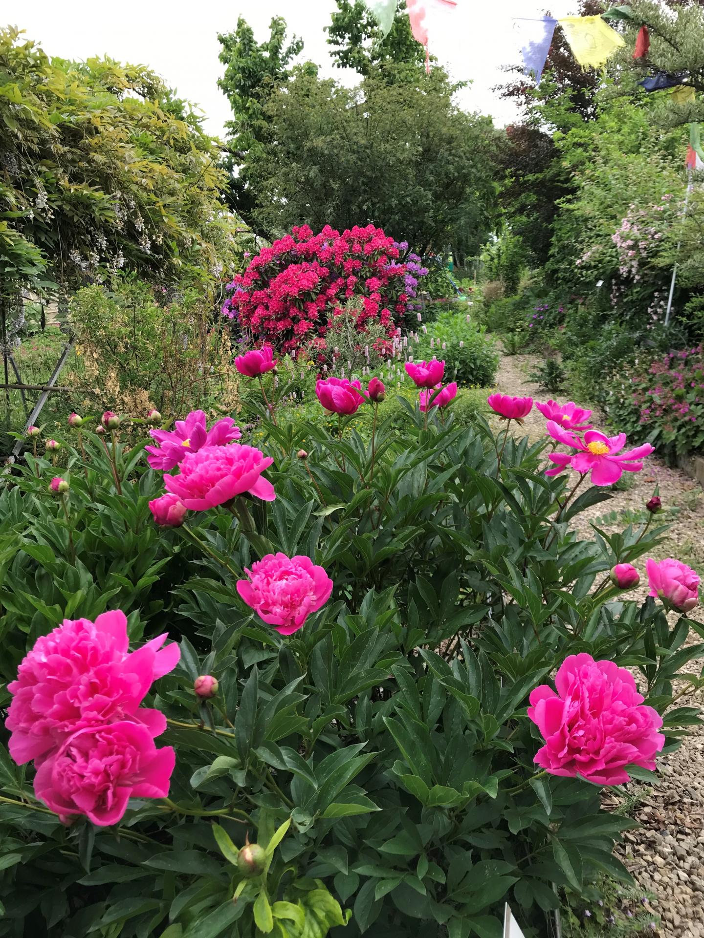 Pivoines rouge