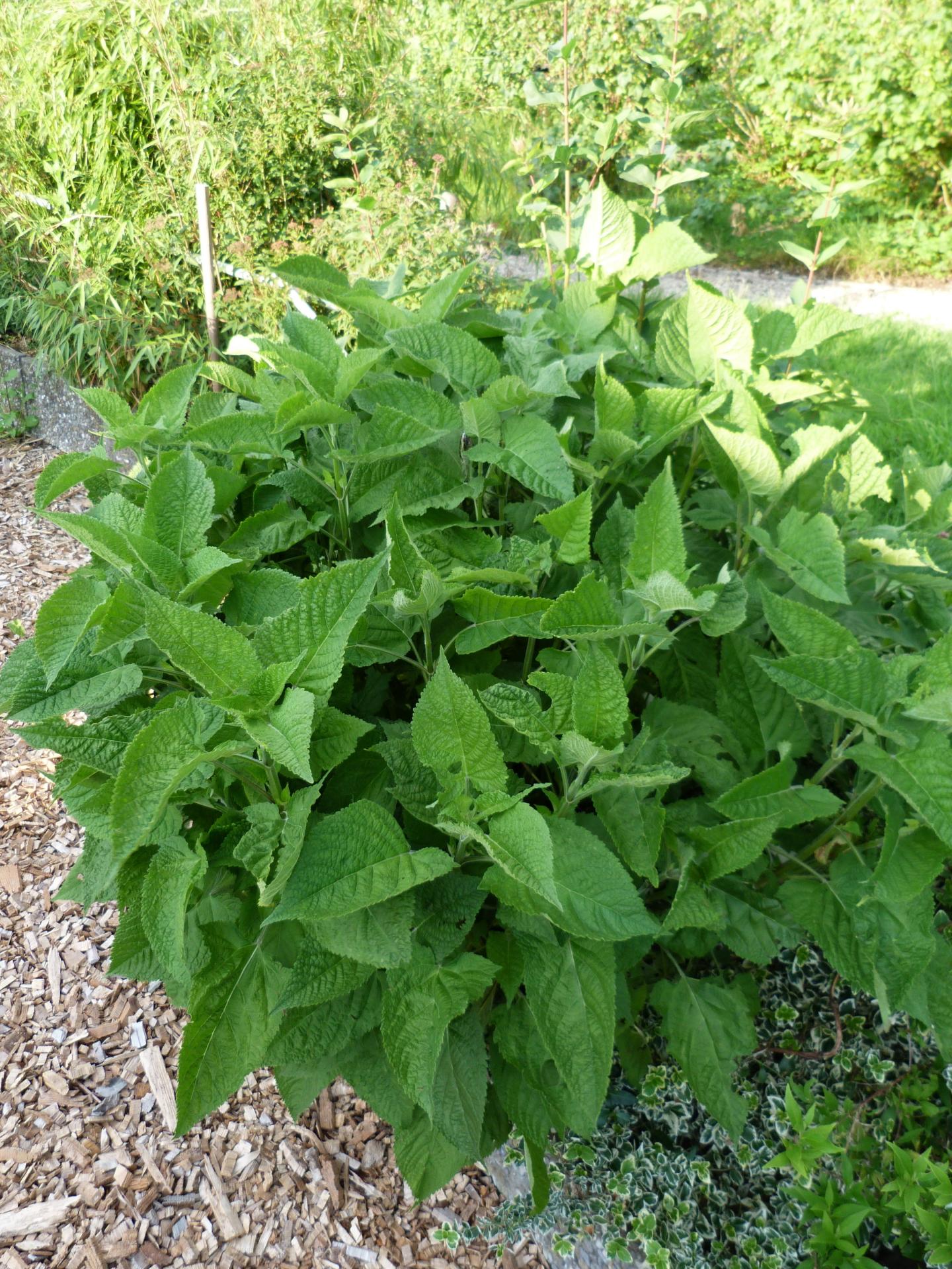 Sauge glutineuse-Salvia glutinosa