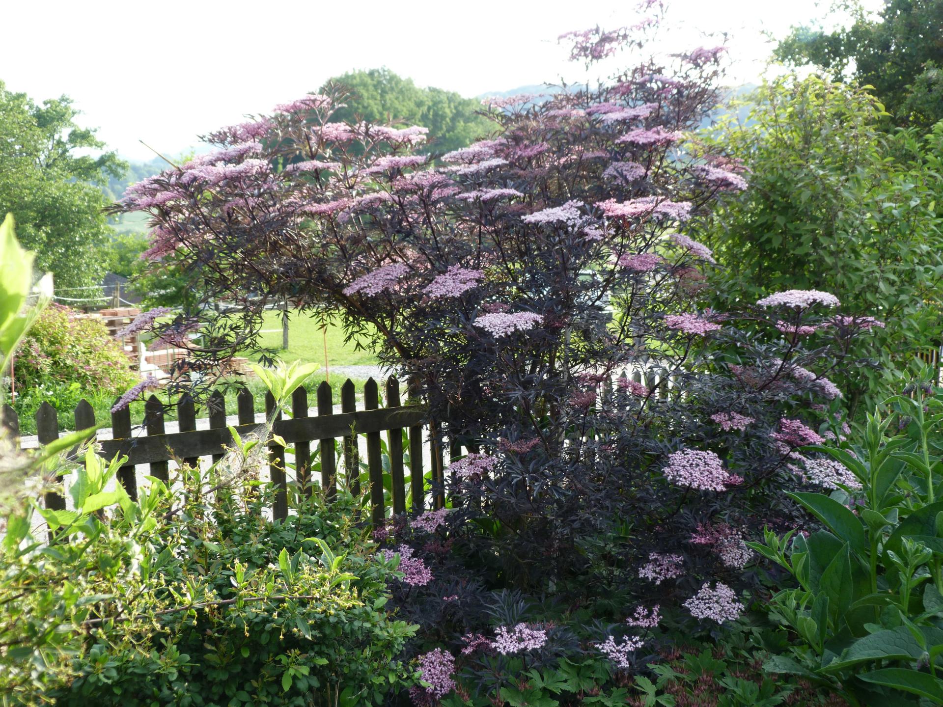 Jardinles especes sureau brun 37 