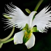 L orchidee aigrette blanche habenaria radiata