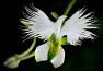 L orchidee aigrette blanche habenaria radiata