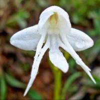 L orchidee ange habenaria grandifloriformis