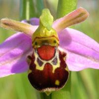 L orchidee bourdon rieur ophrys bomybliflora
