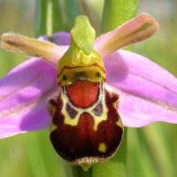 L orchidee bourdon rieur ophrys bomybliflora