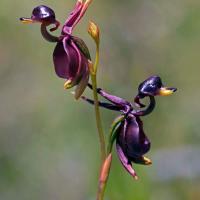 L orchidee canard volant caleana major