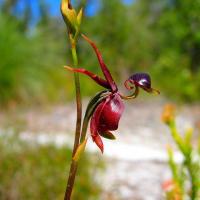 L orchidee canard volant caleana major 2