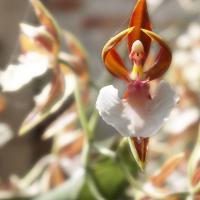 L orchidee danseuse etoile