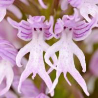 L orchidee homme nu orchis italica