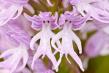 L orchidee homme nu orchis italica