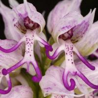 L orchidee homme nu orchis italica 2