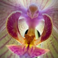 L orchidee papillon de nuit phalaenopsis 2