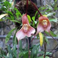 L orchidee tete de singe dracula simia