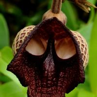 La fleur dark vador aristolochia salvadorensis