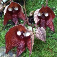 La fleur dark vador aristolochia salvadorensis 2