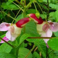 La fleur perroquet impatiens psittacina