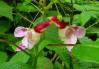 La fleur perroquet impatiens psittacina