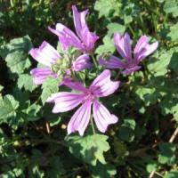 Mauve-Malva sylvestris