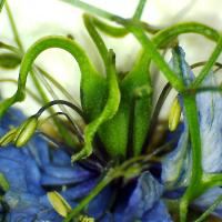 Nigella damatiana 4 