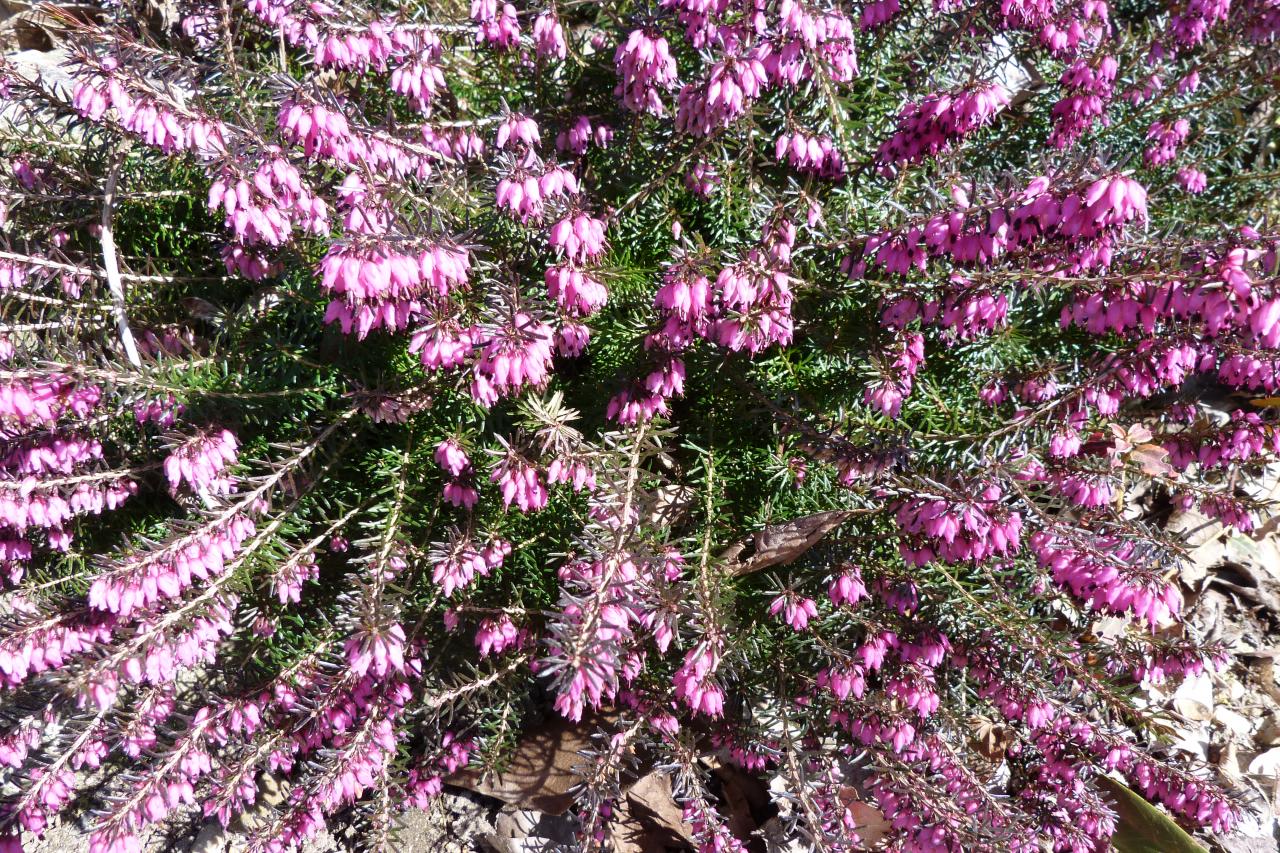 Bruyère carnée-Erica carnea