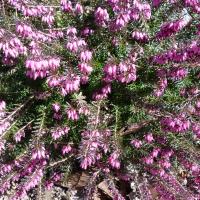 Bruyère carnée-Erica carnea