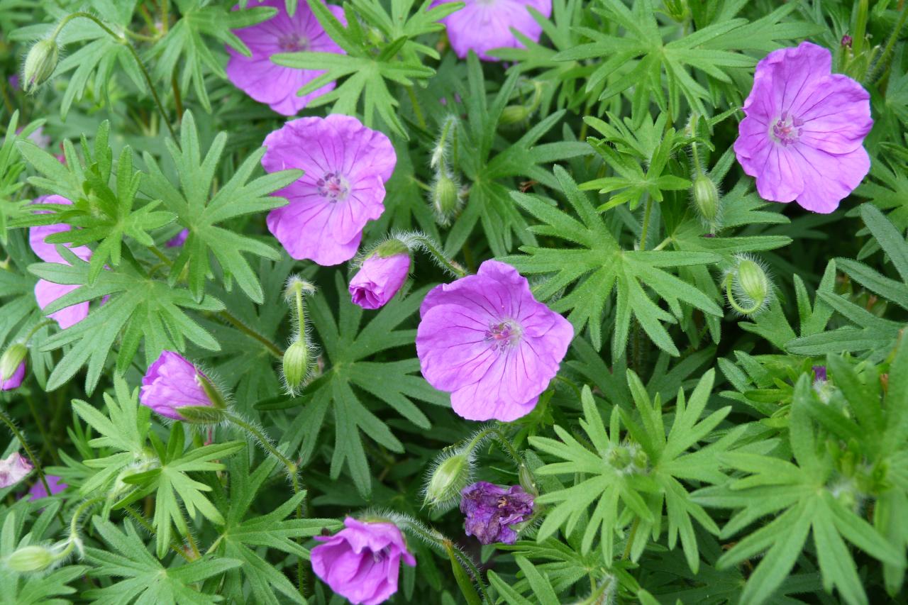 Géranium sanguin-Geranium sanguineum