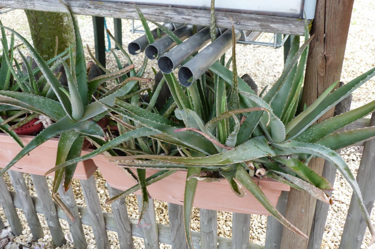 Aloe Vera