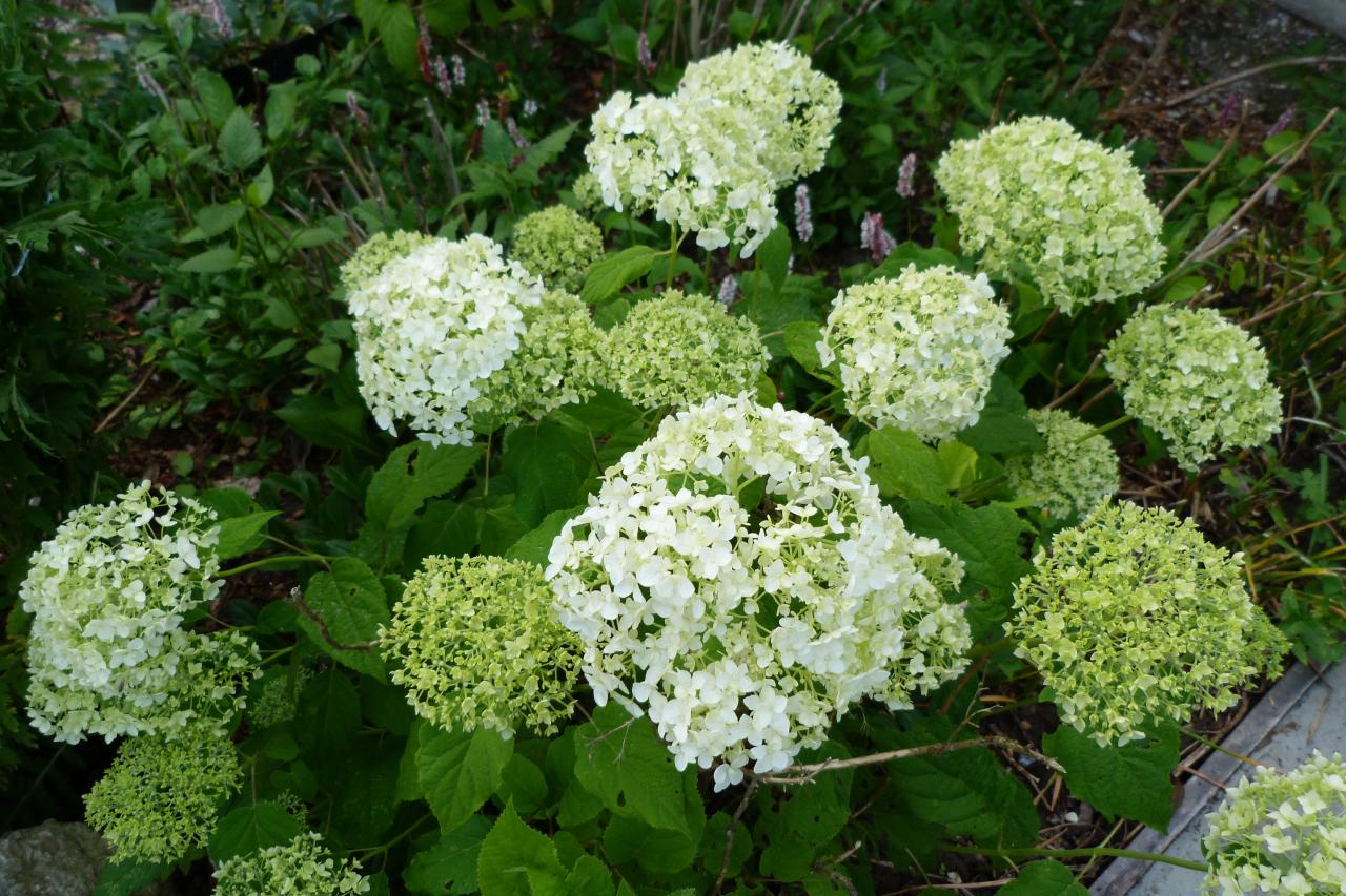 Hortensia