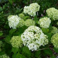 Hortensia