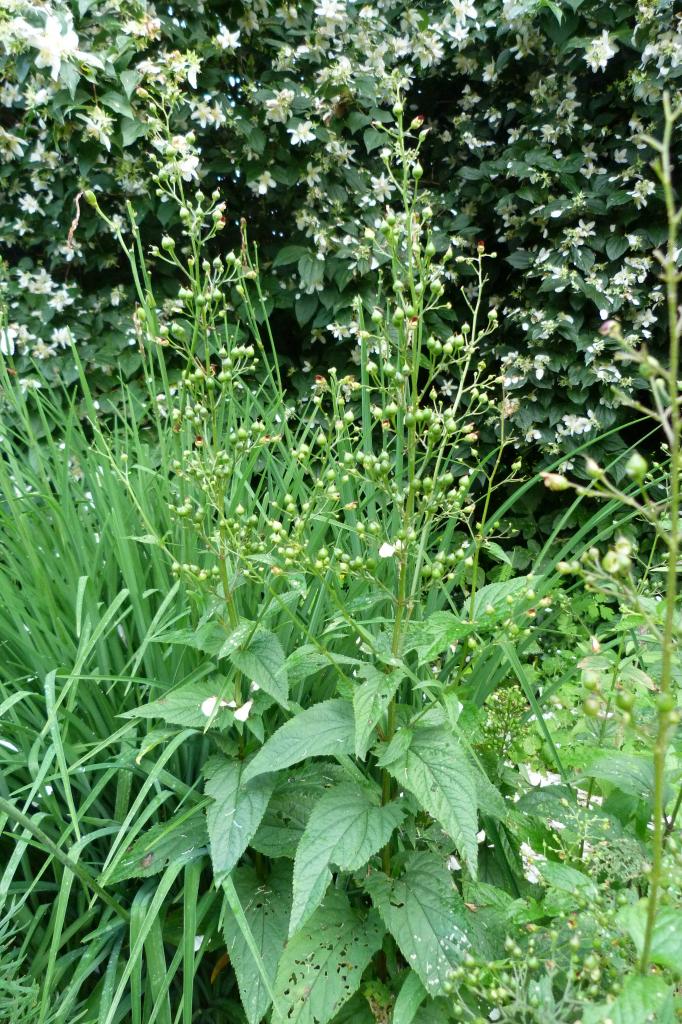 Scrophulaire noueuse-Scrophularia nodosa