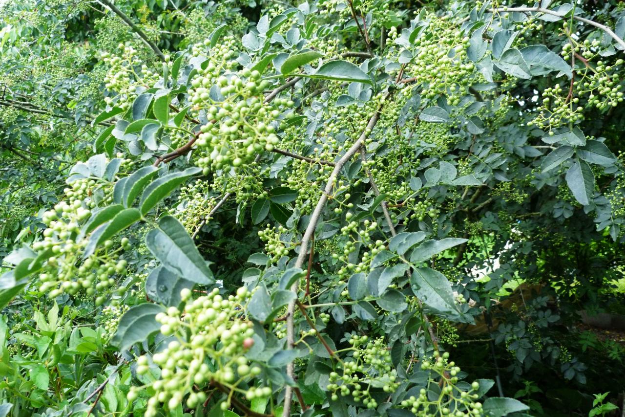 Bois piquant-Zanthoxilum americanum