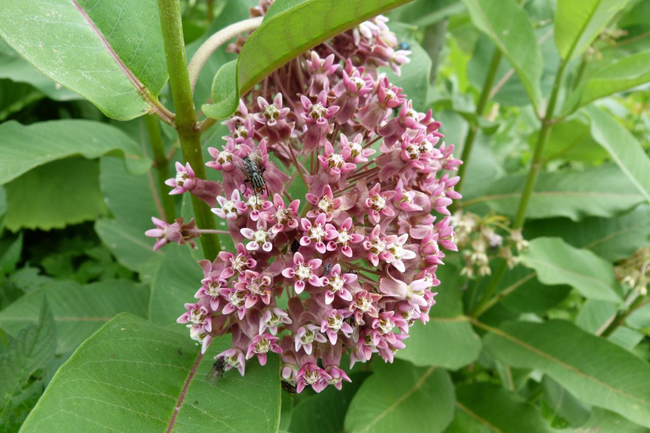 Asclépiade de Syrie-Asclepias syriaca