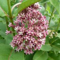 Asclépiade de Syrie-Asclepias syriaca