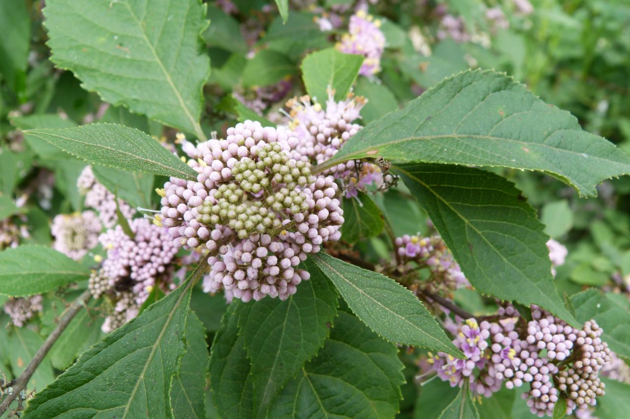 Asclépiade de Syrie-Asclepias syriaca