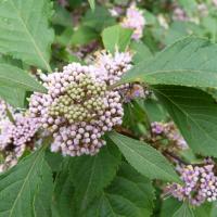 Asclépiade de Syrie-Asclepias syriaca