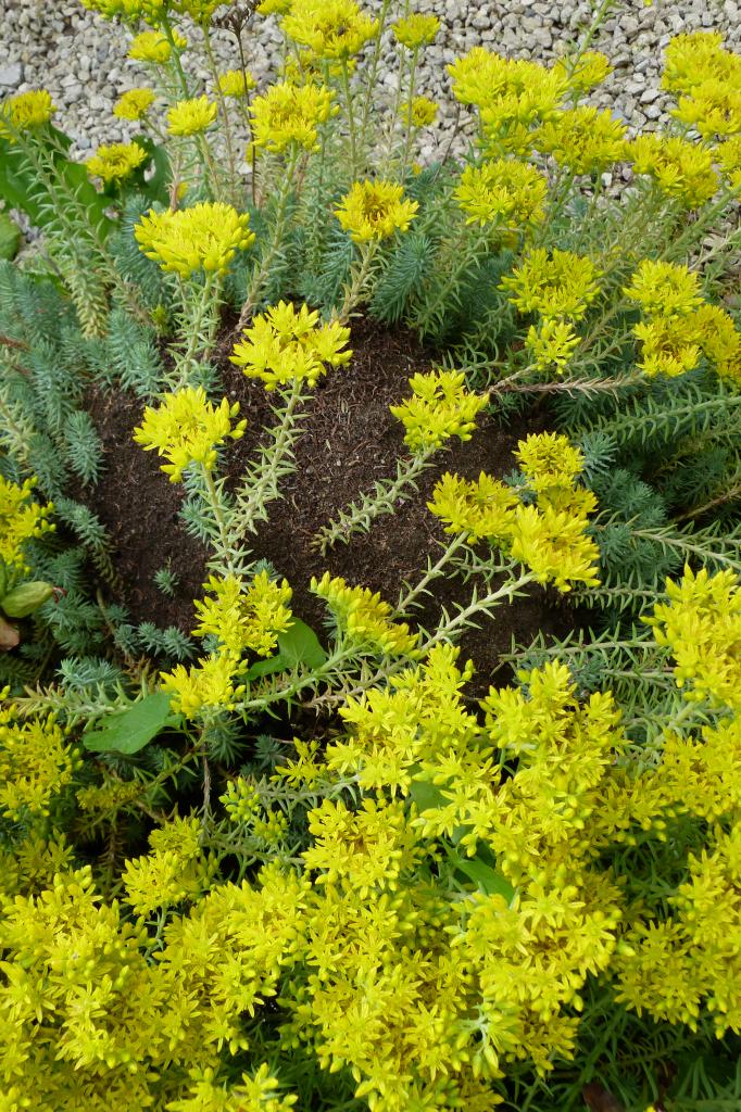 Orpin des rochers-Sedum rupestre