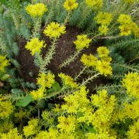 Orpin des rochers-Sedum rupestre