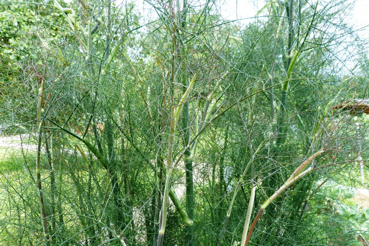 Fenouil-Foeniculum vulg.