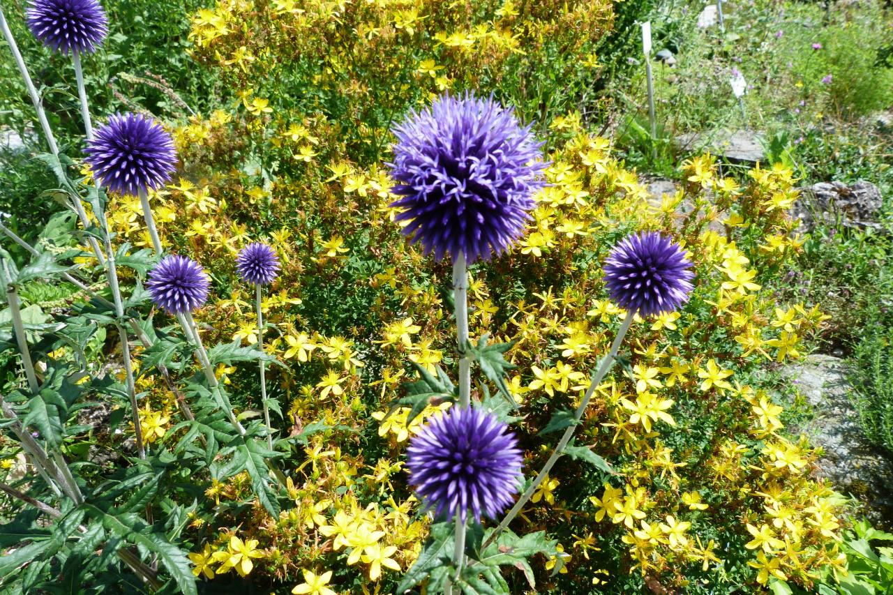 Echinops