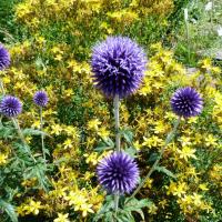 Echinops