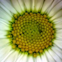 Paquerette bellis perennis 2